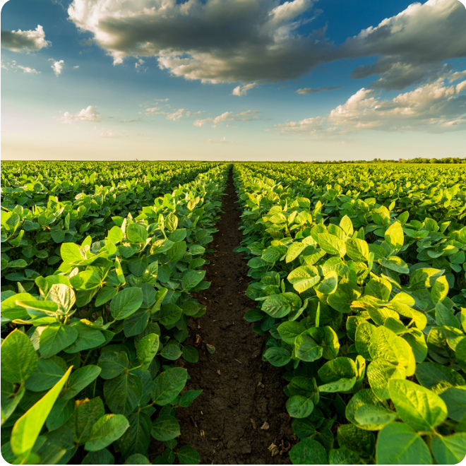 Agriculture