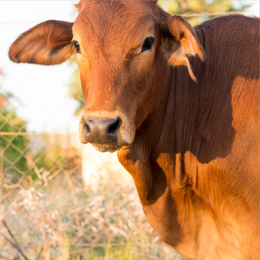 Agriculture-2